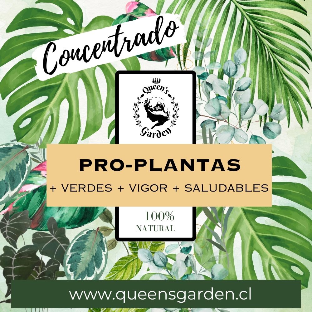 PRO-PLANTAS CONCENTRADO - Imagen 3